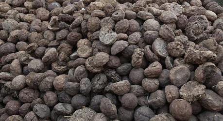 La batalla anual de la torta del estiércol de vaca