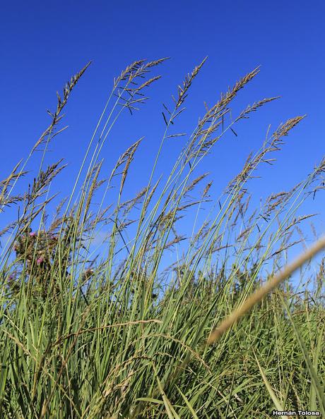 Pasto macho (Paspalum urvillei)