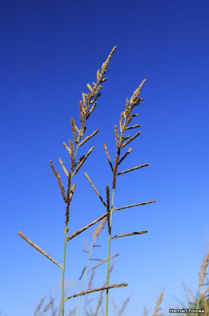 Pasto macho (Paspalum urvillei)
