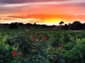 Noche Estrellas Bodegas Torres. Visita maridaje astronómico