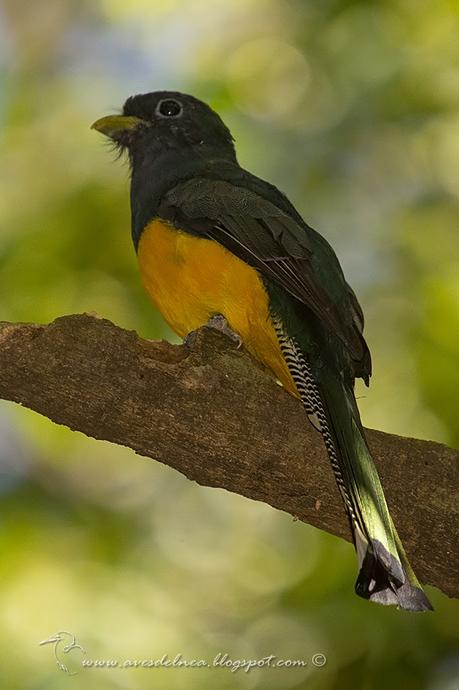 Surucuá amarillo (Black-throated Trogon) Trogon rufus
