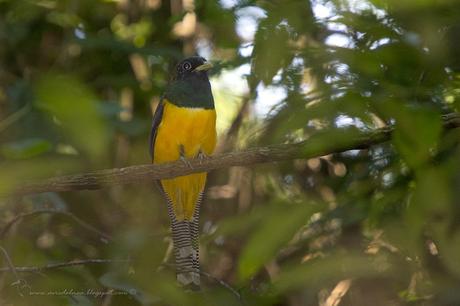 Surucuá amarillo (Black-throated Trogon) Trogon rufus