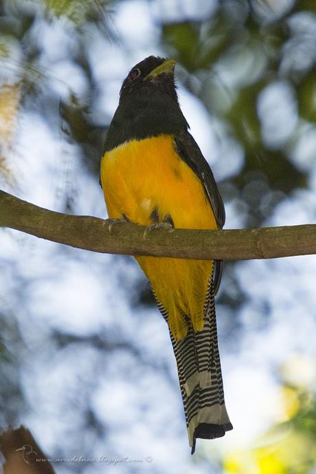 Surucuá amarillo (Black-throated Trogon) Trogon rufus