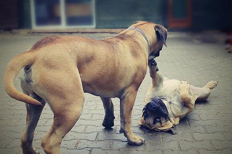 3 claves para comunicar con tu perro