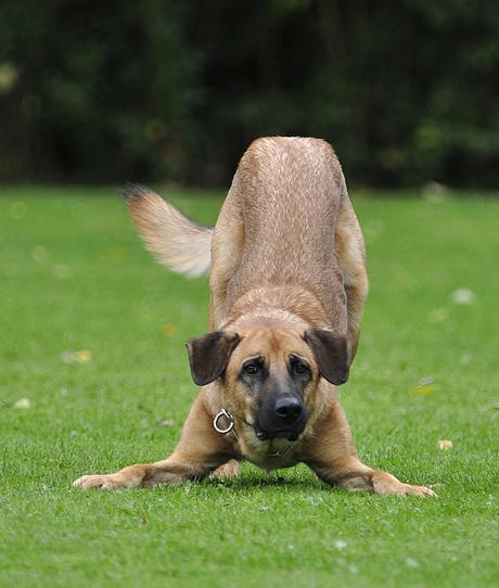 3 claves para comunicar con tu perro