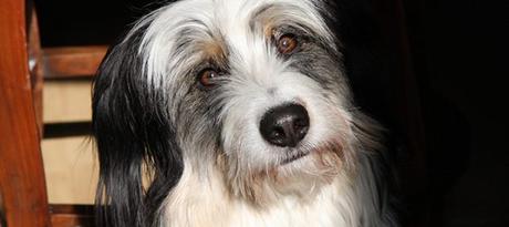 3 claves para comunicar con tu perro