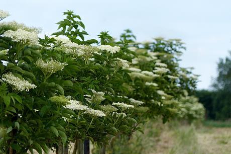 Plantas medicinales contra los dolores musculares y articulares
