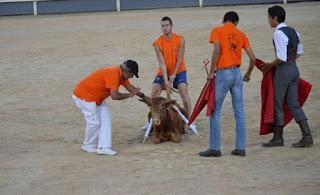 SUFRIMIENTO Y MATANZA: Tauromaquia y otros espectáculos taurinos