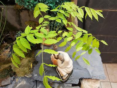 2 semanas después del defoliado