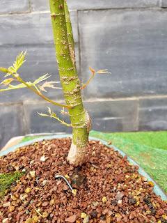 2 semanas después del defoliado