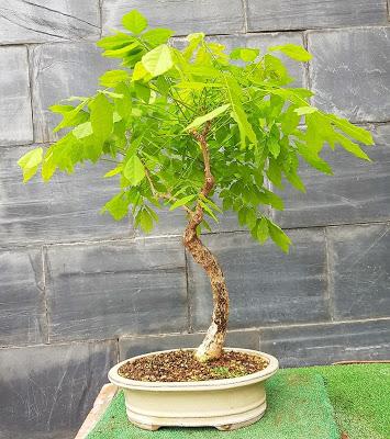 2 semanas después del defoliado