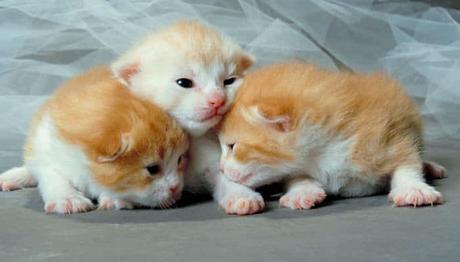 causas de la bronquitis en gatos