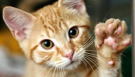 problemas respiratorios en gatos