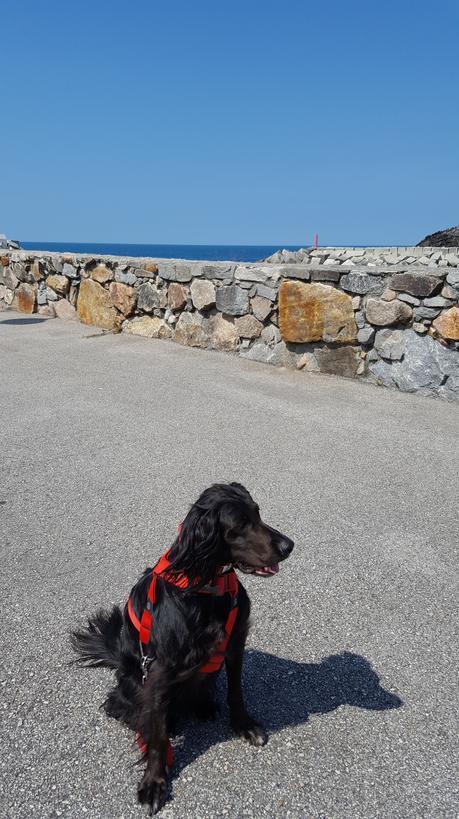 Puerto de Vega con perro (Asturias)
