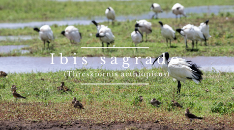 Ibis sagrado