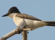 Pitirre Guatíbere (Loggerhead Kingbird) Tyrannus caudifasciatus (d´Orbigny, 1839)
