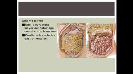 Anatomía espacios peritoneales