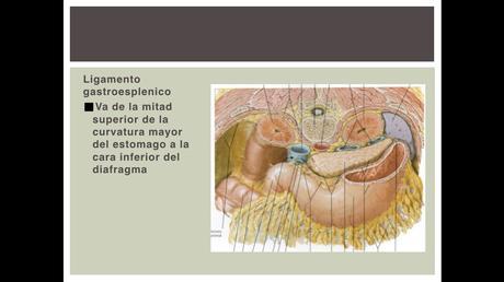 Anatomía espacios peritoneales