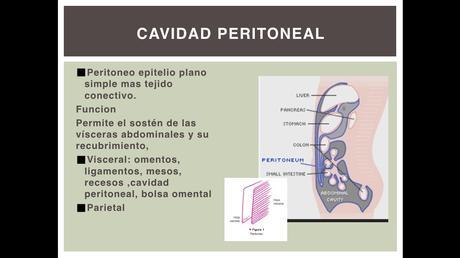 Anatomía espacios peritoneales