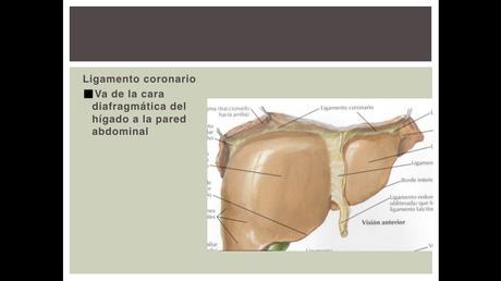 Anatomía espacios peritoneales