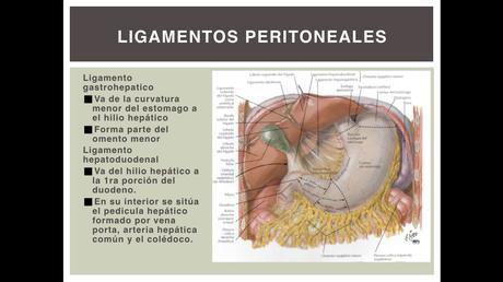 Anatomía espacios peritoneales