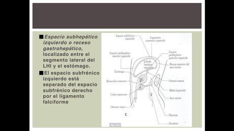 Anatomía espacios peritoneales