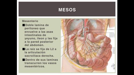 Anatomía espacios peritoneales