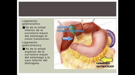 Anatomía espacios peritoneales