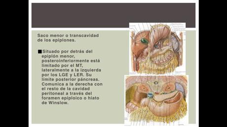 Anatomía espacios peritoneales