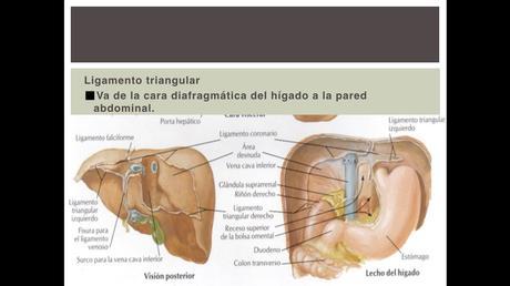 Anatomía espacios peritoneales