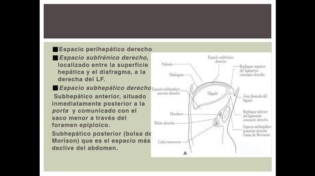 Anatomía espacios peritoneales