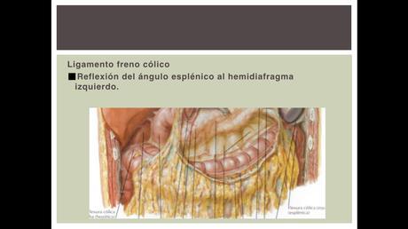 Anatomía espacios peritoneales