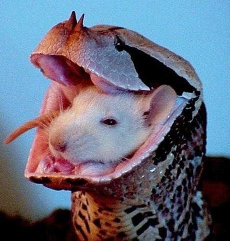 Imágenes que muestran que la naturaleza es aterradora