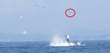 Imágenes que muestran que la naturaleza es aterradora