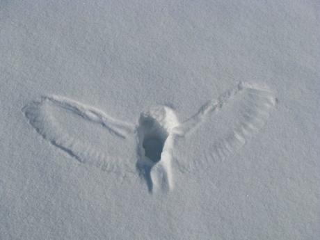 Imágenes que muestran que la naturaleza es aterradora