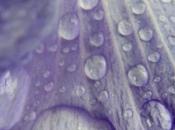 Unas gotas lluvia…
