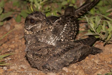 Atajacaminos tijera (Scissor-tailded Nightjar) Hydropsalis torquata