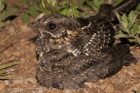 Atajacaminos tijera (Scissor-tailded Nightjar) Hydropsalis torquata