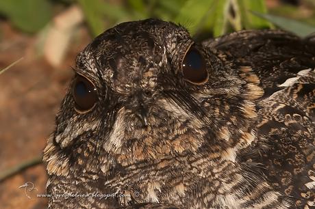 Atajacaminos tijera (Scissor-tailded Nightjar) Hydropsalis torquata