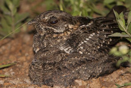 Atajacaminos tijera (Scissor-tailded Nightjar) Hydropsalis torquata