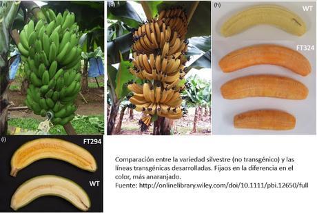 Frutas enriquecidas para África. El plátano dorado.