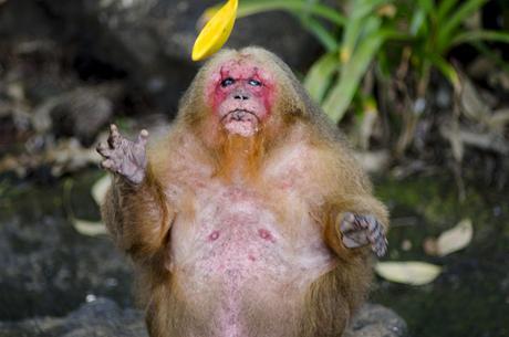 Selva tropical en San Andrés Tuxtla, en Veracruz, México 2012. Chema Sanmoran.