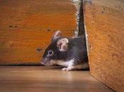 Daños causan roedores