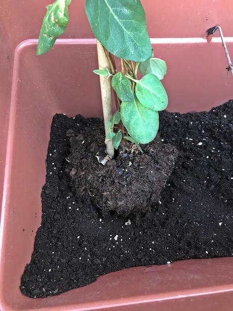 Como trasplantar flores