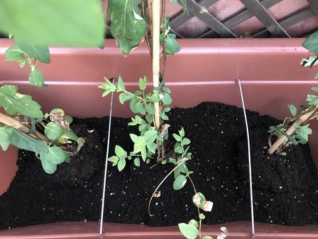 Como trasplantar flores