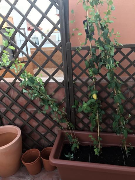 Preparar plantas para la terraza