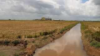 Arroz como atractivo turístico en Cotuí