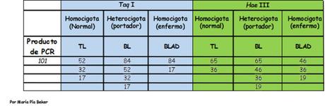 Actividad de aprendizaje de Marcadores Moleculares: Detección de un defecto genético en bovinos mediante pruebas de ADN