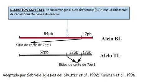 Actividad de aprendizaje de Marcadores Moleculares: Detección de un defecto genético en bovinos mediante pruebas de ADN