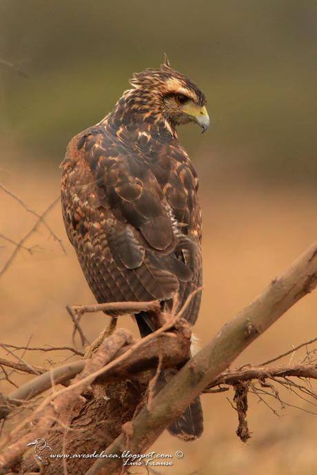 Gavilán mixto (Harris´s Hawk) Parabuteo unicinctus